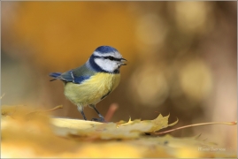 <p>SÝKORA MODŘINKA (Cyanistes caeruleus) ---- /Eurasian blue tit - Blaumeise/</p>